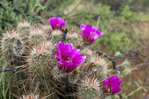cactus flower