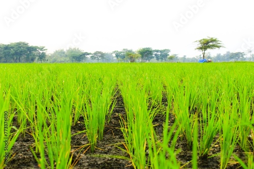Ricefield 3