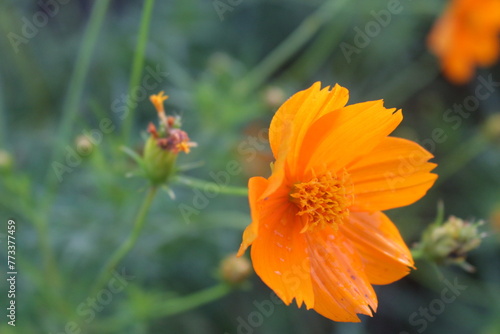 Sulfur Cosmos Flower 1