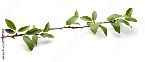 A branch of a plant with green leaves on white background - Ai Generated