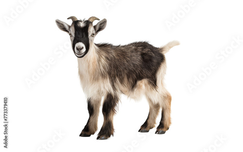 A small goat stands gracefully on a pristine white floor