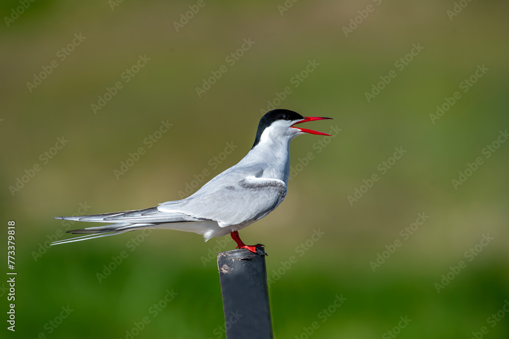 The Arctic tern (Sterna paradisaea), a graceful migratory bird, has the longest route from the Arctic to Antarctica. The Arctic tern (Sterna paradisaea), a graceful migratory bird, has the longest route from the Arctic to Antarctica.