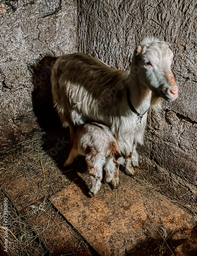 Fototapeta Naklejka Na Ścianę i Meble -  sheep in the farm