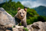 Brown bear cub walking across rocky hillside
