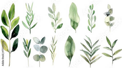 Collection of watercolor floral illustrations with green leaf branches photo