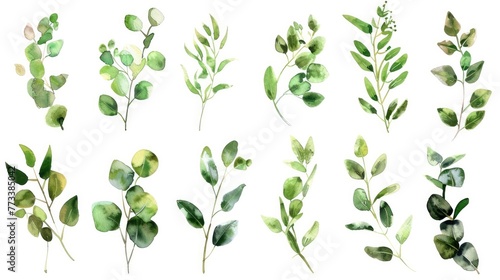 Collection of watercolor floral illustrations with green leaf branches