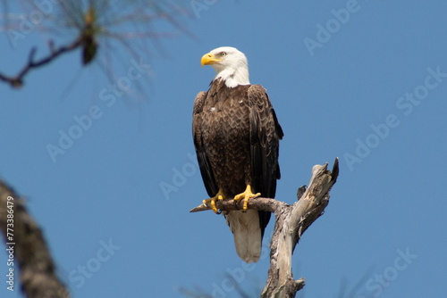 Florida Eagle