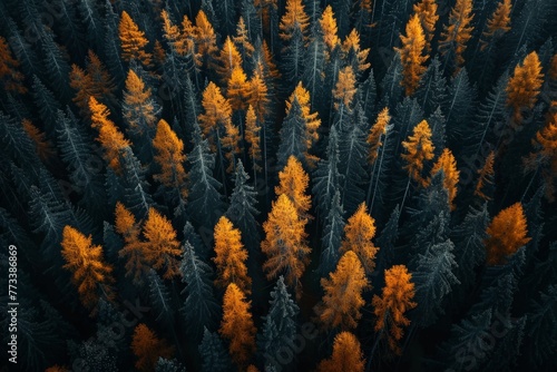 An overhead perspective of a forest with foliage in shades of yellow, showcasing the vibrant autumn colors
