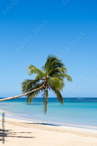 palm tree on the beach