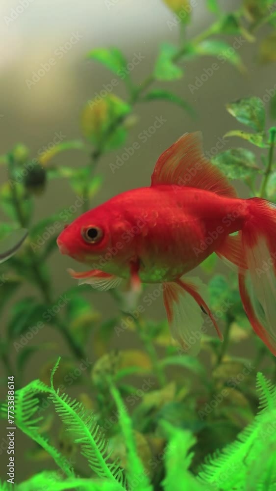 Macro video of goldfish inside a fish tank. Concept of animals. Macro video of goldfish inside a fish tank. Concept of animals.