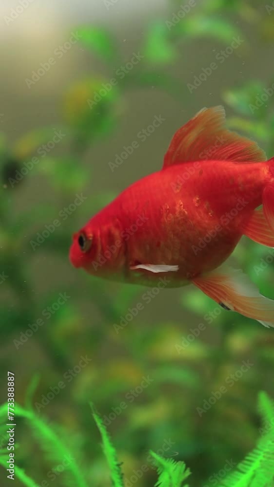 Macro video of goldfish inside a fish tank. Concept of animals. Macro video of goldfish inside a fish tank. Concept of animals.