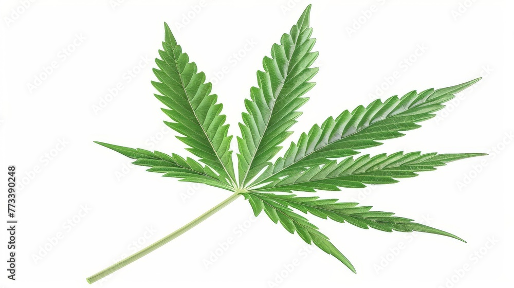 Cannabis leaf isolated on white background, green inflorescence of marijuana plant, ai generated - obrazy, fototapety, plakaty 