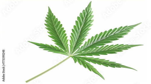 Cannabis leaf isolated on white background, green inflorescence of marijuana plant, ai generated