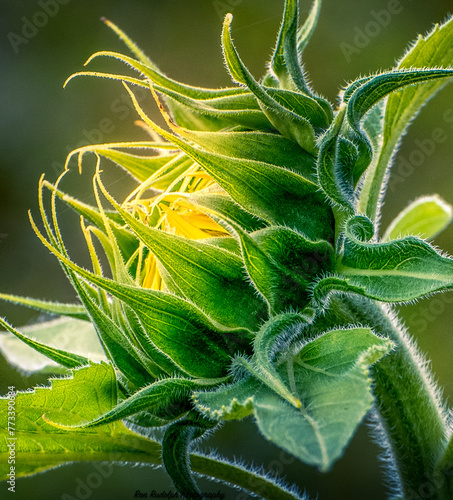 Back lit Sunflower