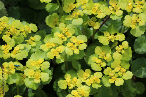 Chrysosplenium alternifolium blooms in nature in spring photo