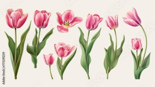 Collection of fresh natural pink tulip flowers bouquet set, floral design illustration