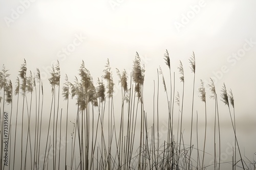 reeds in the morning fog