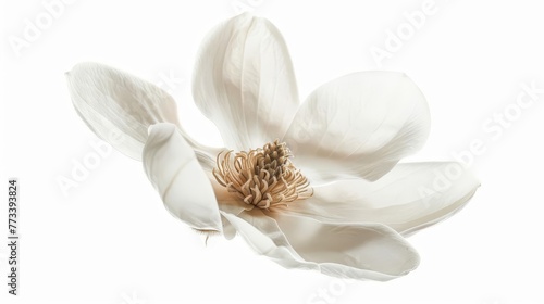 Delicate white magnolia blossom closeup, velvety petals and intricate details, isolated on pure white, floral photo illustration