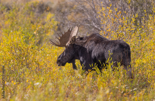 Bull Shiras Moose During the Rut in Autumn in Wyoming © natureguy