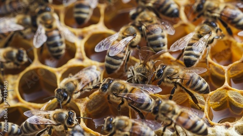 Honey bees on honeycomb. Macro shot of apiary life and beekeeping. Nature and wildlife concept.
