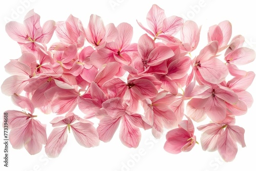 Soft pink flower petals elegantly arranged and isolated on white background, delicate floral collection
