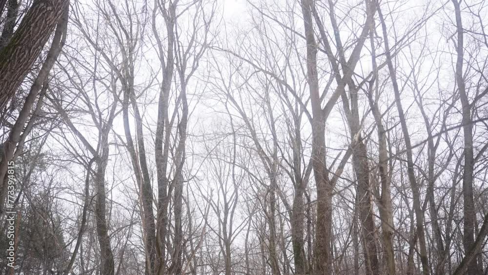 Grey sky over leafless trees in a freezing forest landscape Grey sky over leafless trees in a freezing forest landscape