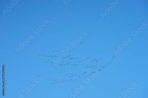 A flock of geese migrates north along the Gudbrandsdalen Valley in the spring.