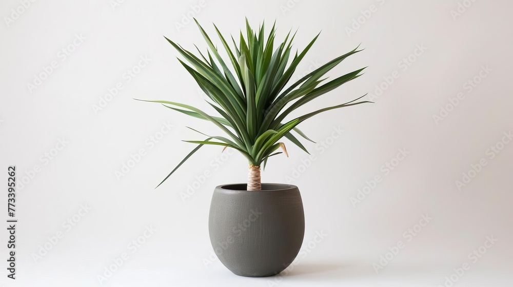 Elegant tropical yucca plant in a sleek modern pot, isolated on a pristine white background for a minimalist, sophisticated look Elegant tropical yucca plant in a sleek modern pot, isolated on a pristine white background for a minimalist, sophisticated look