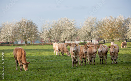 Fototapeta Naklejka Na Ścianę i Meble -  blonde d'aquitaine cows and calves in green grassy meadow near blossoming trees in spring