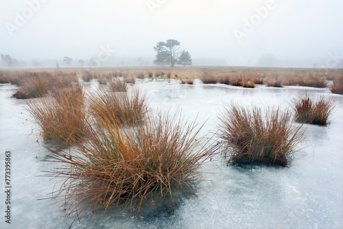 grass and ice on ponds on leersumse veld near utrecht in the netherlands