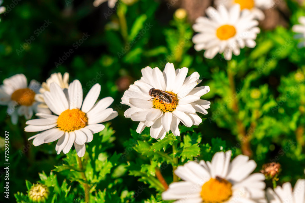 A Bee Collecting Pollen On Daisy Flower