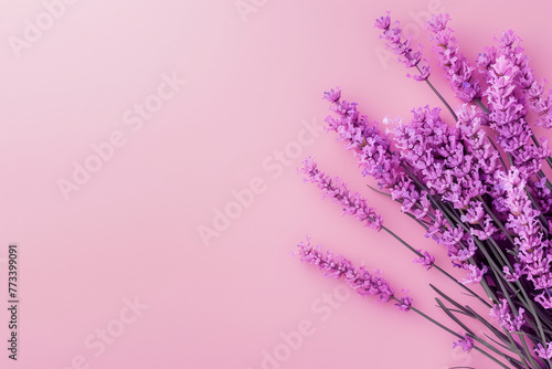 Lavender on pink background  soothing  fragrant botanical arrangement with copy space