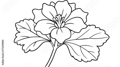 Vibrant Geranium Flower Vector Graphics Blossoming Beauty for Your Designs