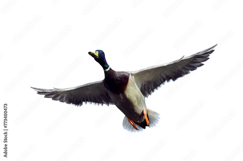 Obraz premium flying mallard isolated on white background