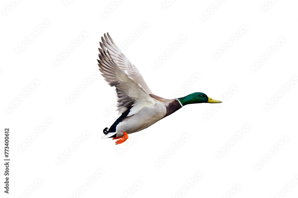 Obraz premium flying mallard isolated on white background