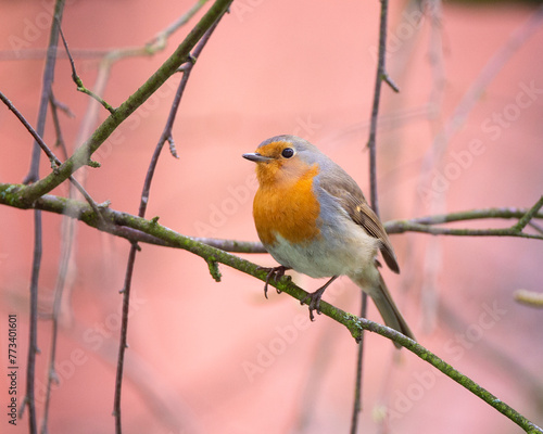 European robin (Erithacus rubecula) singing in spring forest with beautiful bokeh background. European robin (Erithacus rubecula), known simply as the robin or robin redbreast. © milanvachal