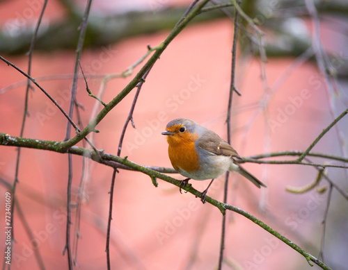 European robin (Erithacus rubecula) singing in spring forest with beautiful bokeh background. European robin (Erithacus rubecula), known simply as the robin or robin redbreast.