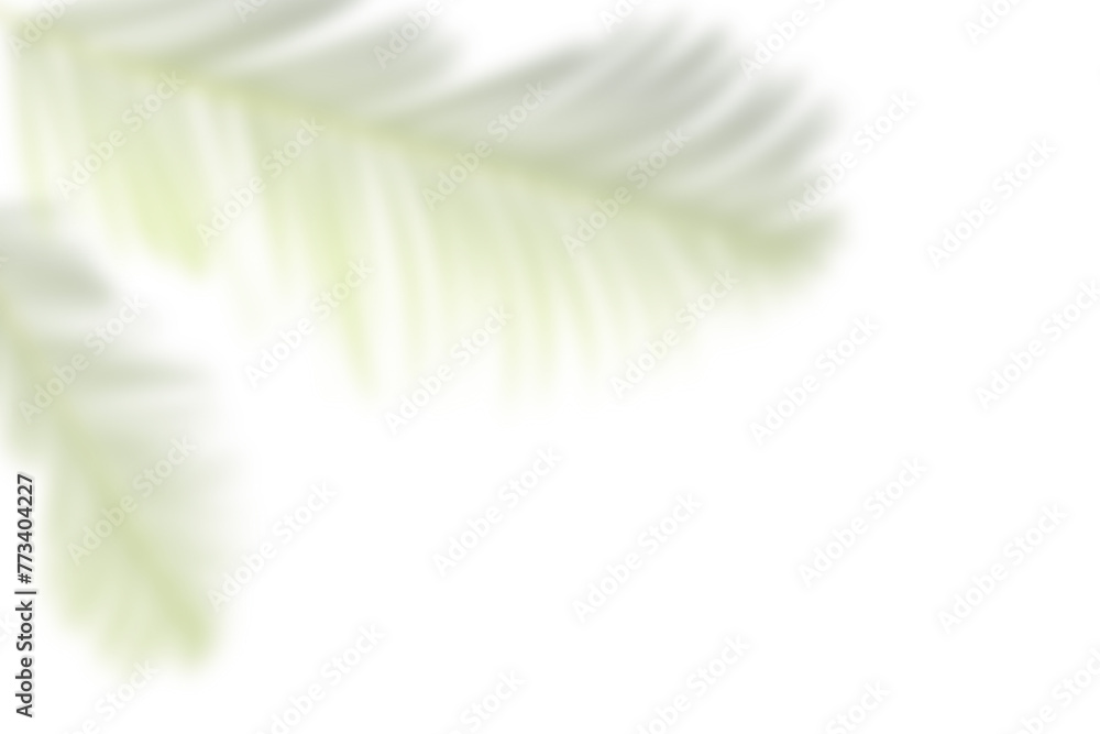 Palm Tree Leaves or Cycas Calcicola plant shadows on the white wall vector illustration.branches of tropical plants leaf. Tropical concept background template. Palm Tree Leaves or Cycas Calcicola plant shadows on the white wall vector illustration.branches of tropical plants leaf. Tropical concept background template.