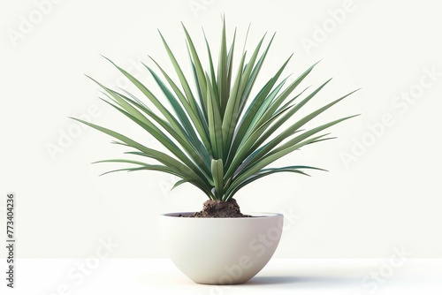 Tropical Yucca Plant in Modern Ceramic Pot  Isolated on White Background  Digital Illustration