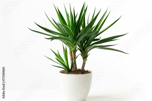 Tropical House Yucca Plant in Modern White Pot  Isolated Houseplant Photo