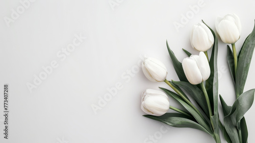 Pristine white tulips with green leaves on a white space.