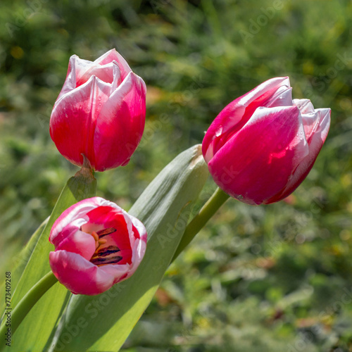 A close up of a group of three red tulips. The out pf focus natural background has space for text