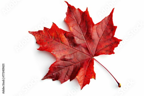 Vibrant red sugar maple leaf isolated on white background  nature photography