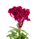 Amaranth with red flowers.