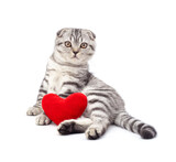 Gray kitten sitting with a heart.