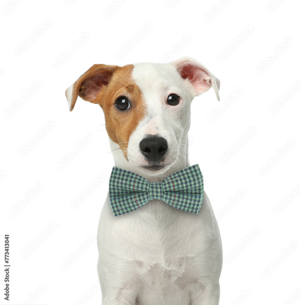 Cute Jack Russell terrier with bow tie on white background