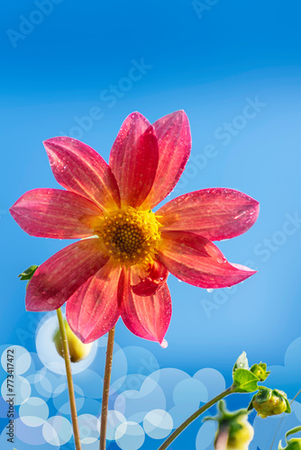 Winter seasonal pink Dahlia flowers blooming in bunch in the roof top pot garden.January 2024.