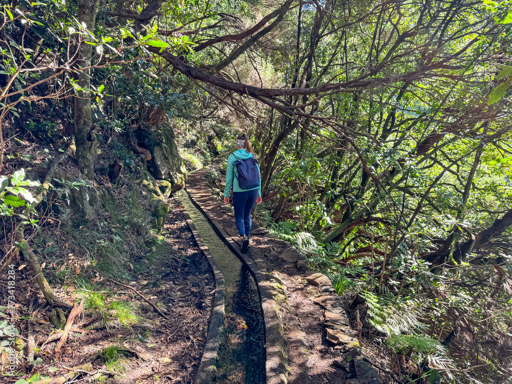 Hiker woman on idyllic Levada walk in evergreen subtropical Laurissilva forest Fanal, Madeira island, Portugal, Europe. Water irrigation channel and trail along evergreen laurel trees. Fern vegetation Hiker woman on idyllic Levada walk in evergreen subtropical Laurissilva forest Fanal, Madeira island, Portugal, Europe. Water irrigation channel and trail along evergreen laurel trees. Fern vegetation
