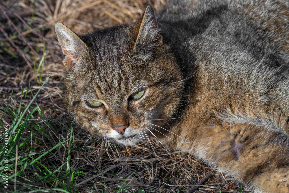 Tabby old male cat with big head in green spring grass