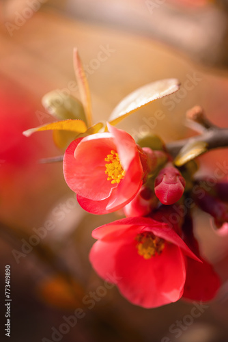 Pomarańczowe kwiaty, krzew wiosenny, pigwowiec (Quince) 